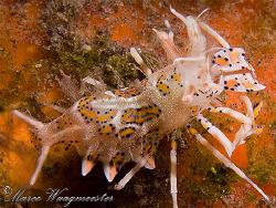 Horned Bumblebee Shrimp aka Tiger Shrimp (Phyllognathia c... by Marco Waagmeester 